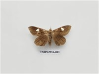 藏品(夜蛾17)的圖片